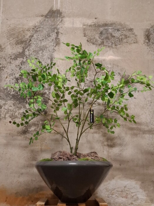 kunstbonsai compleet in apollo-schaal - Afbeelding 2