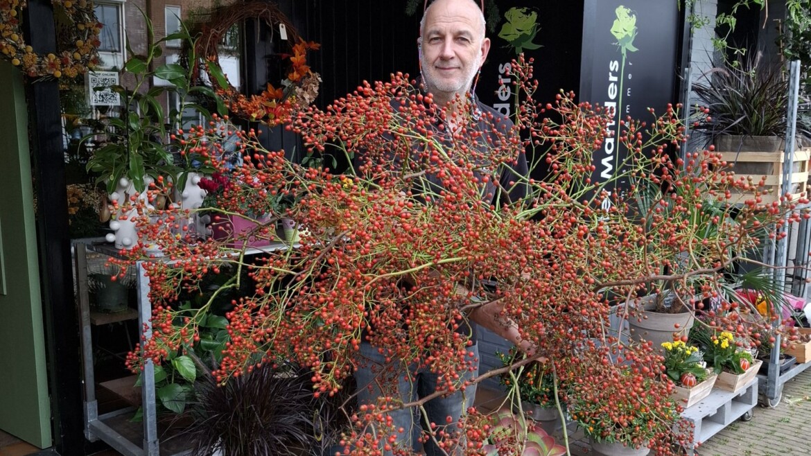Het rozenbottelseizoen is aan.