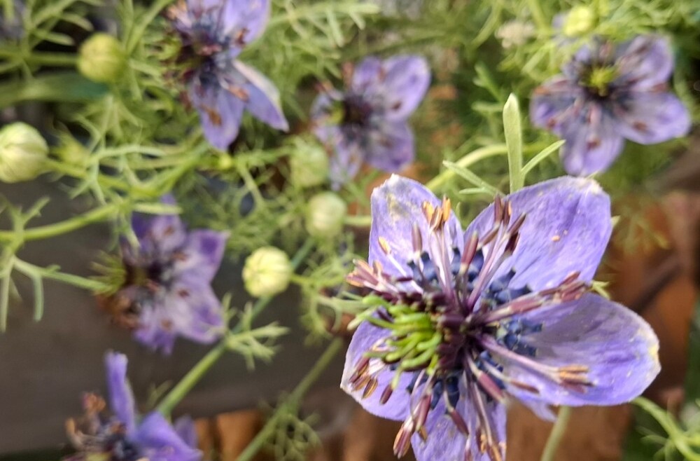 BIOLOGISCH gekweekte bloemen