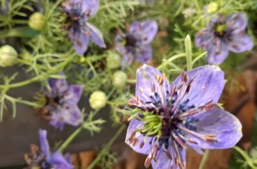 BIOLOGISCH gekweekte bloemen